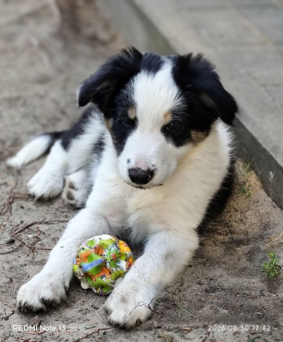 Border Collie Gotowe do Odbioru.