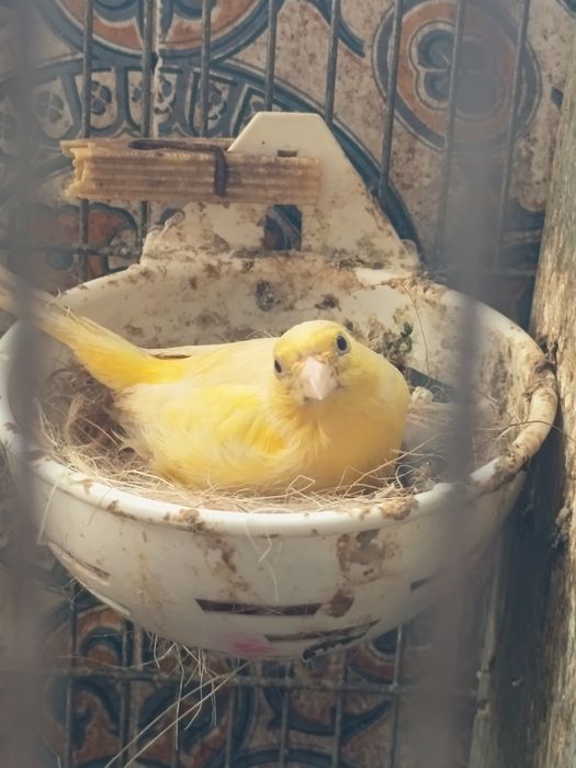 Canários filhos de Campeões , Mestiços de pintassilgo