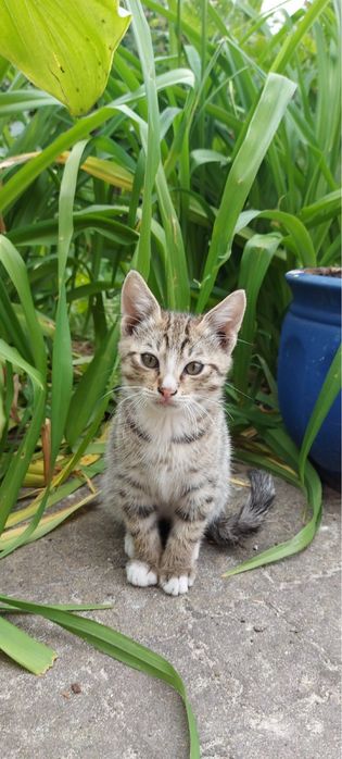 Віддам котика (2  місяці)