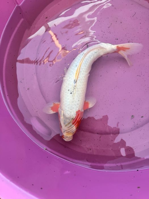 Carpa koi criaçao 2024 asagi