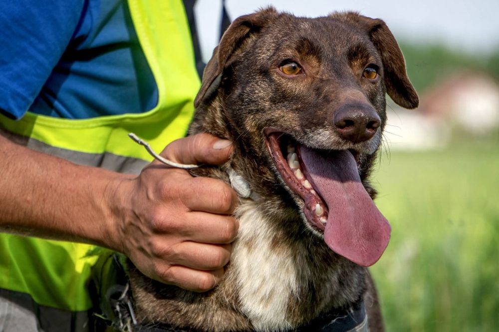 Rysiek,  psiak idealny szuka domu