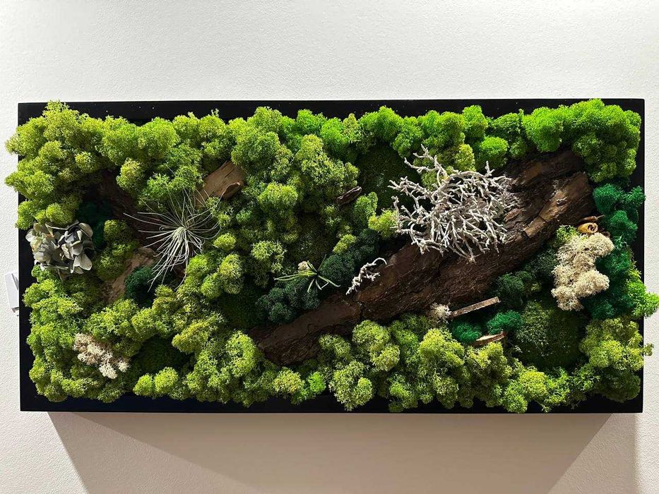 Obraz z Mchu Chrobotka - 70 x 30