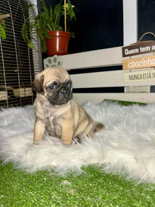 Pug hotsell on olx
