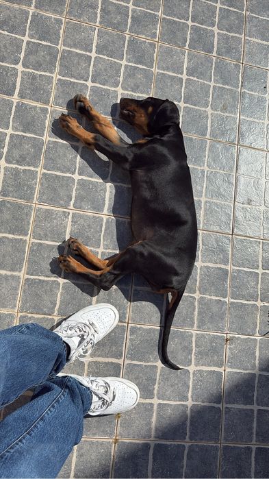 Cachorro Doberman disponivel