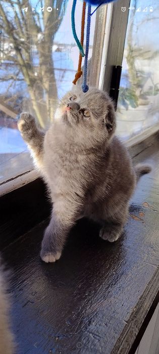 Кошеня шотладське