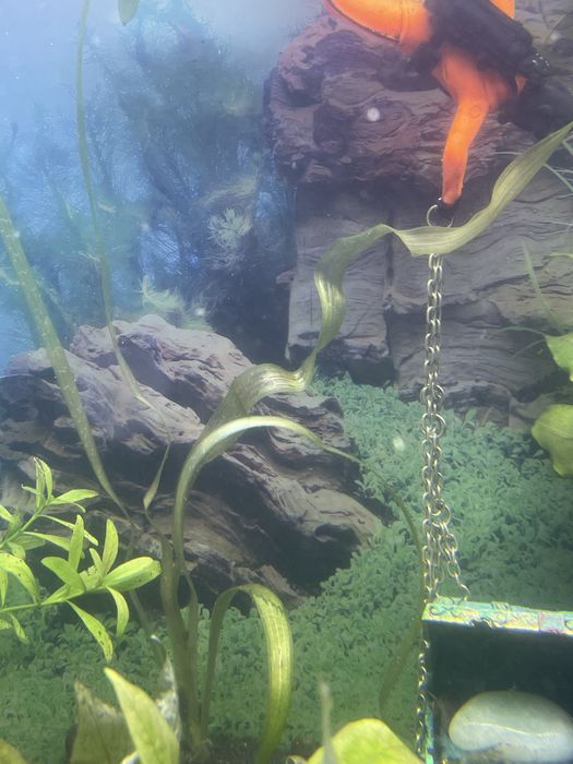 Nurzaniec tygrysi, czyli duża odmiana trawki akwariowej