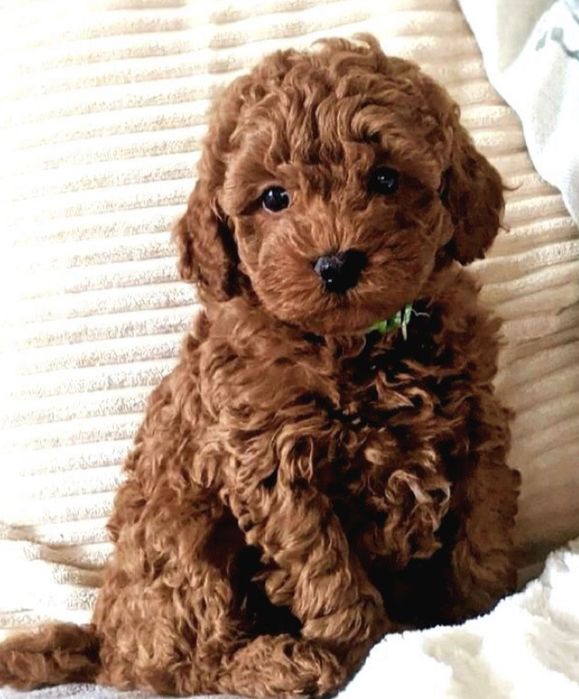 Мальтипу міні на любий смак