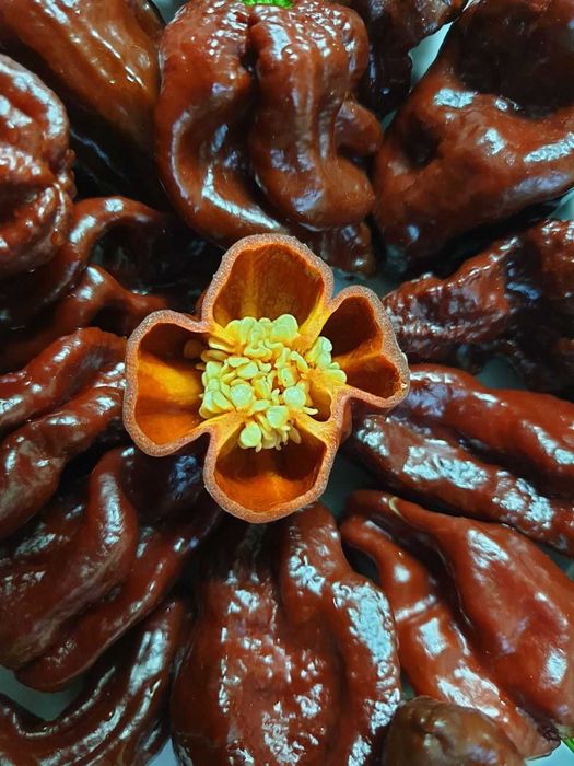Продам насіння Bhut Jolokia Chocolate / Бхут Джолокія Шоколад