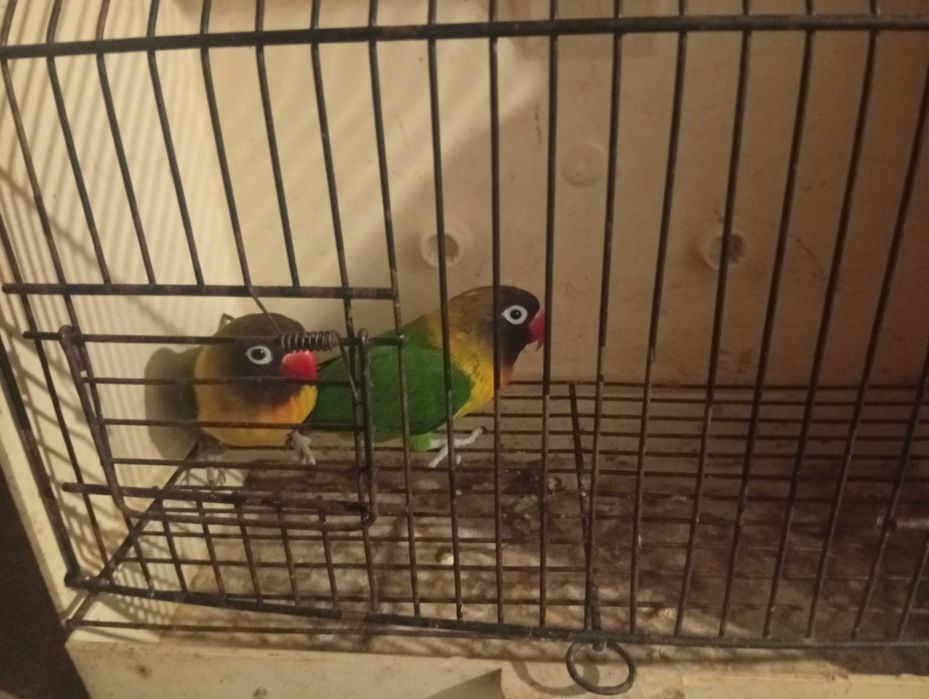 Red rumped kakariquis agapórnis e pardais de java e caturras