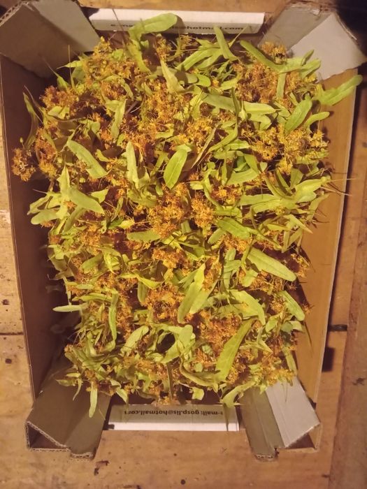 Suszony kwiat lipy - 50 g