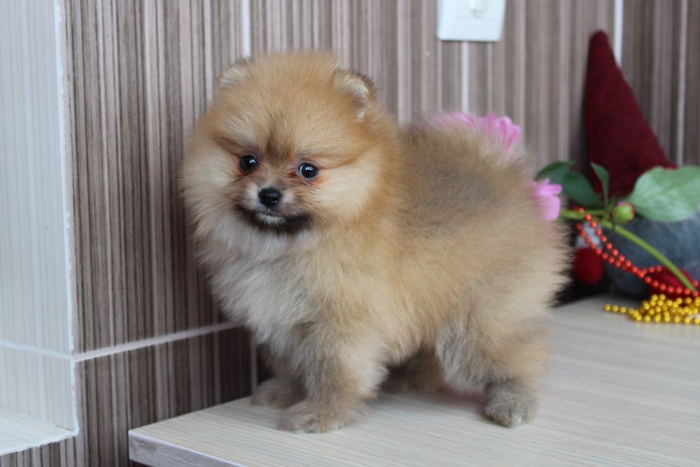 Маленькі медведики без недостатків