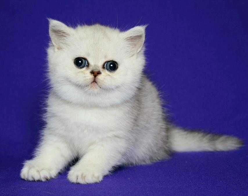 Екзотична плюшева дівчинка Роза з документами