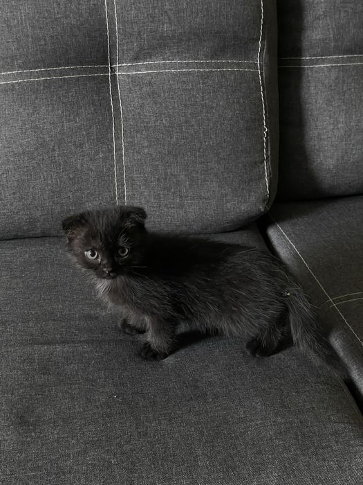 Продам Шотландських висловухих та прямовухих котиків
