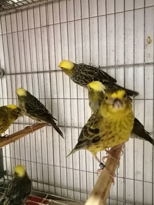 Canários lizard Cascais