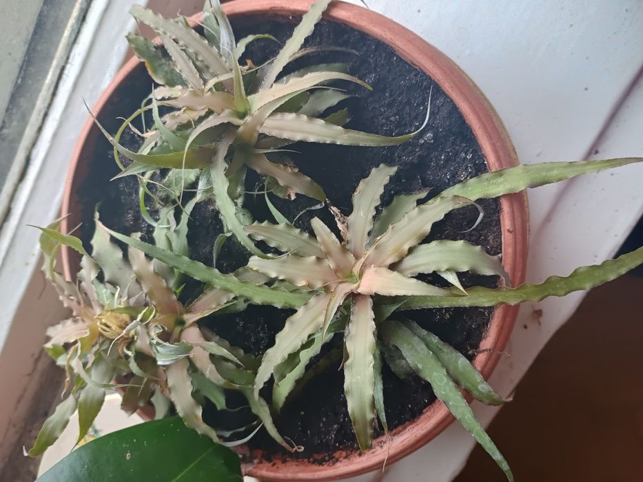 Криптантус , кімнатні рослини