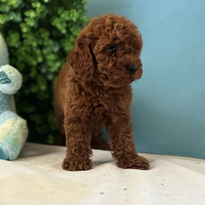 ляльковий хлопчик у забарвленні Red Braun