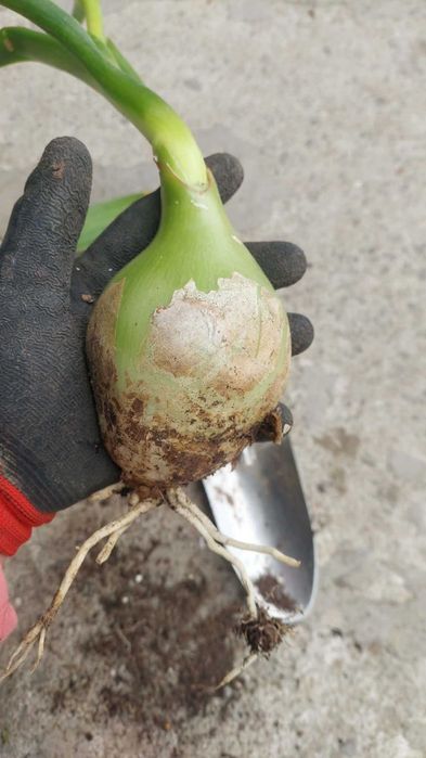 Cebula indyjska lecznicza.