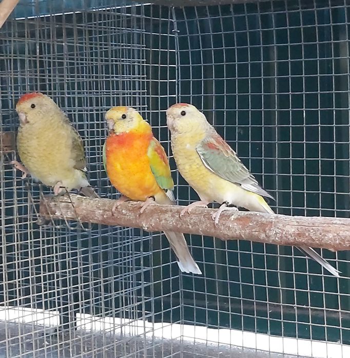 Red rumpeds  de 2025