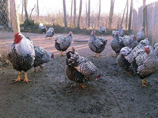 Яйце інкубаційне. Віандот: блакитне золото, біле золото,срібло.Курчата