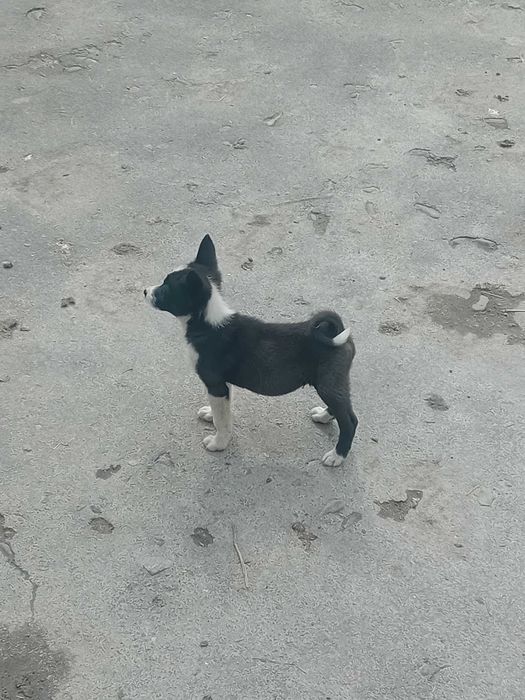 Рускоєвропейські лайки