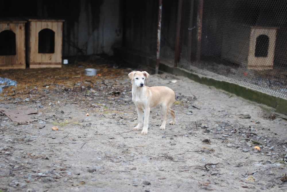 Великі та маленькі собачки шукають люблячих господарів