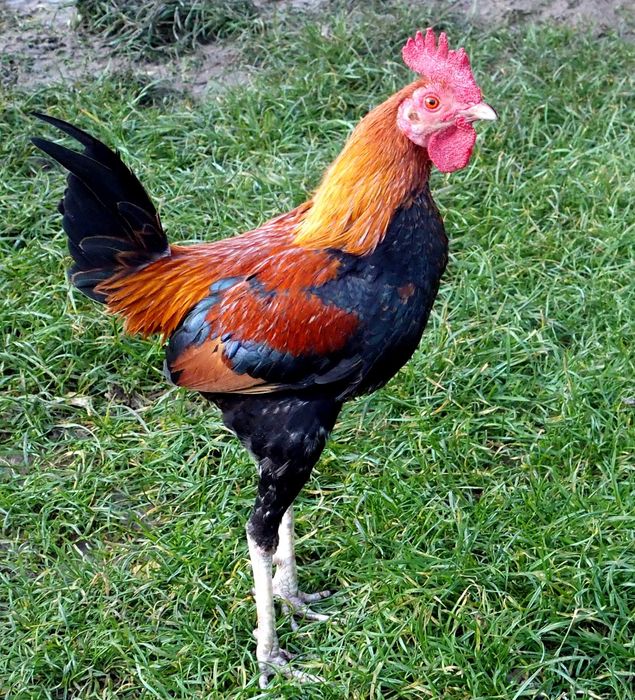 Bojowiec nowoangielski  Piękne Koguty