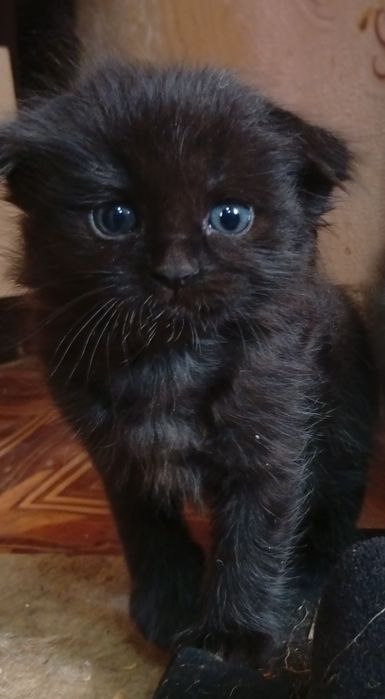 Котики шотландские вислоухие