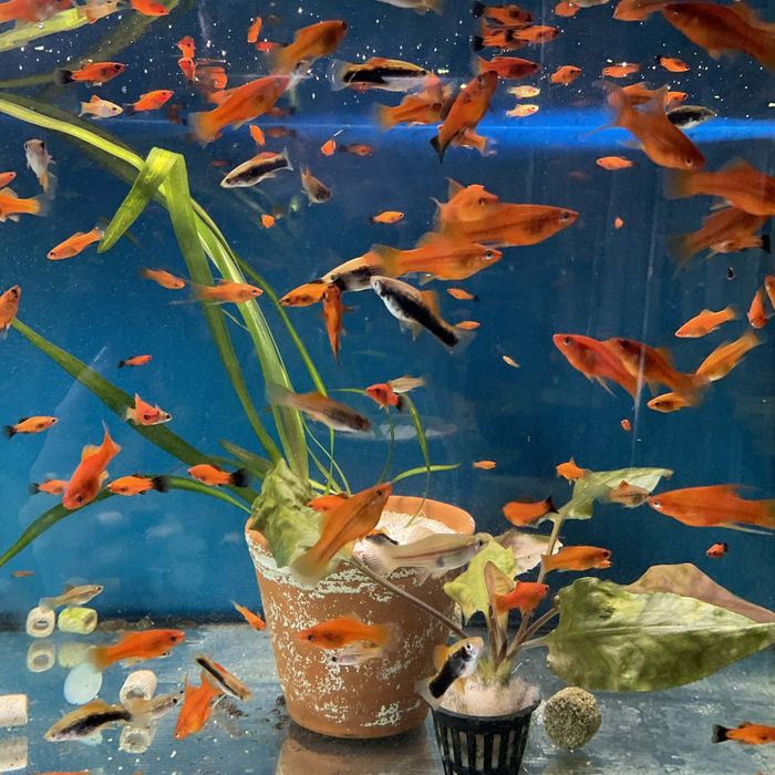 Rybki akwariowe mieczyki mieczyk