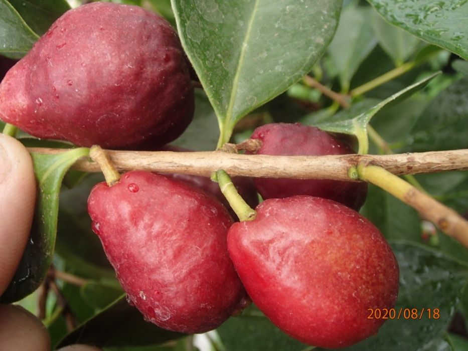 Gujawa truskawkowa-psidium catleyanum - sadzonka 50 cm