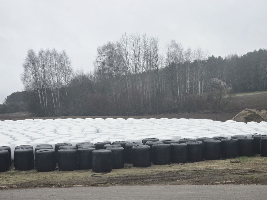 Bele kiszonki z kukurydzy, duża zawartość ziarna