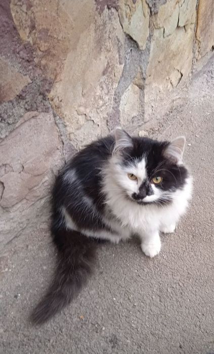 Котенята чекають на родини