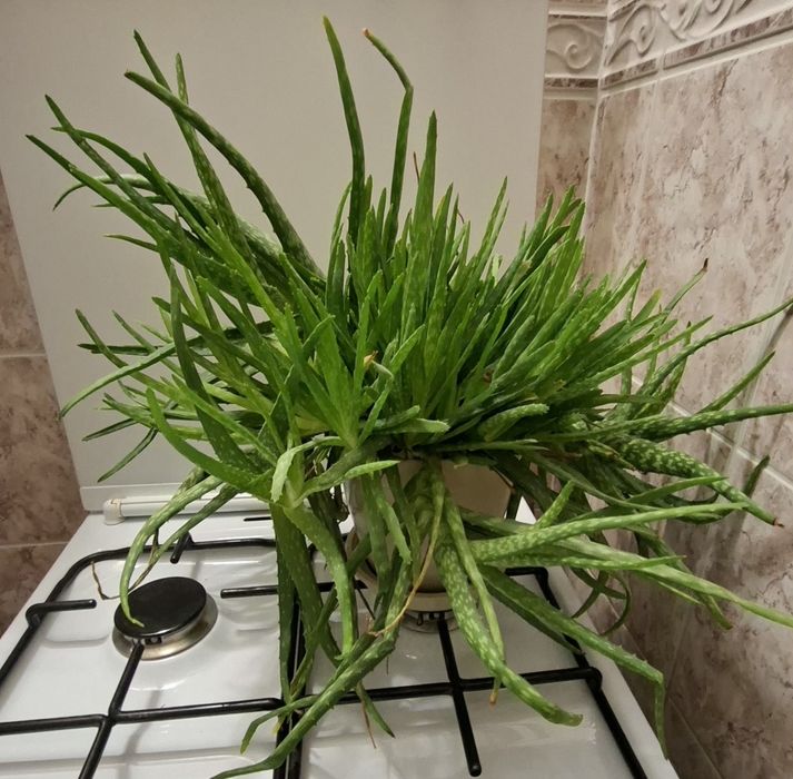 Aloes sadzonka ma 3 lata