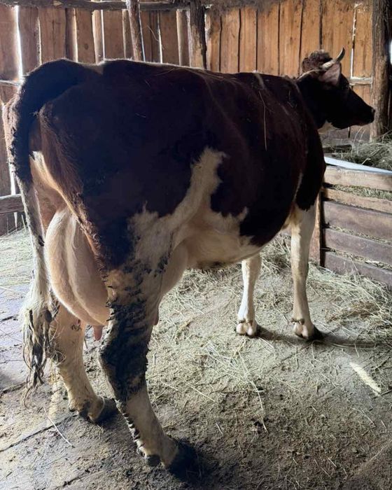 Продам власні корови на вибір