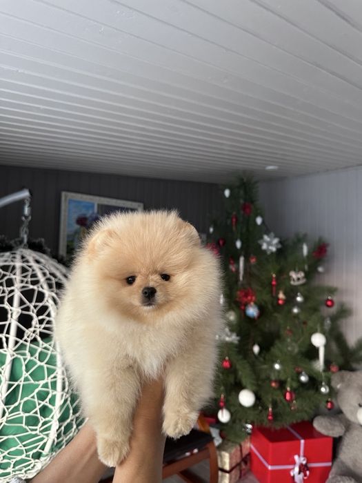 Pomeranian. Male. FCI