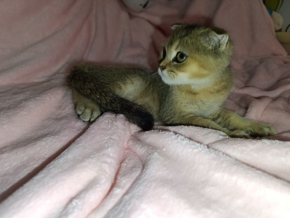 Скотіш фолд , шотландскі висловухі кошенята  , чорно-золота  шиншилла