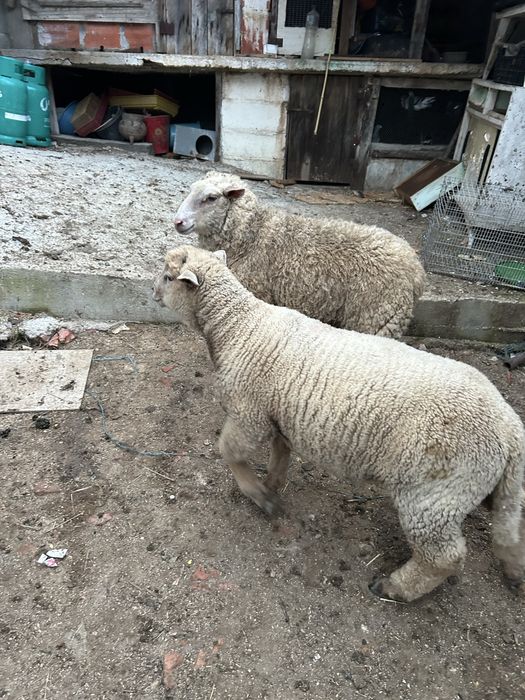 Animais de quinta burregos