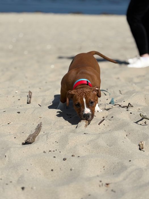 Suczka Amstaff FCI zkwp