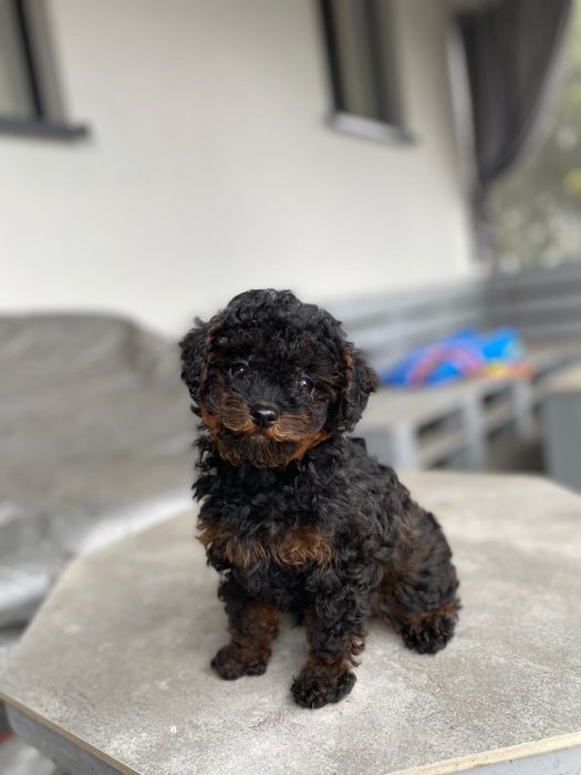 Pudel Toy Teacup sliczna malenka sunia