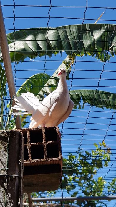 Pombas de rabo leque