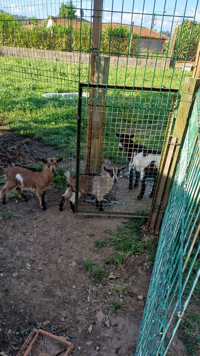 Casal de cabras micro anas