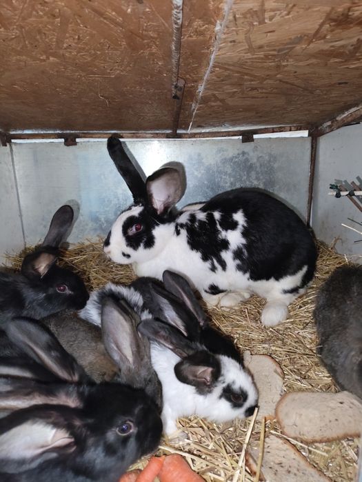 Królik samica srokacz