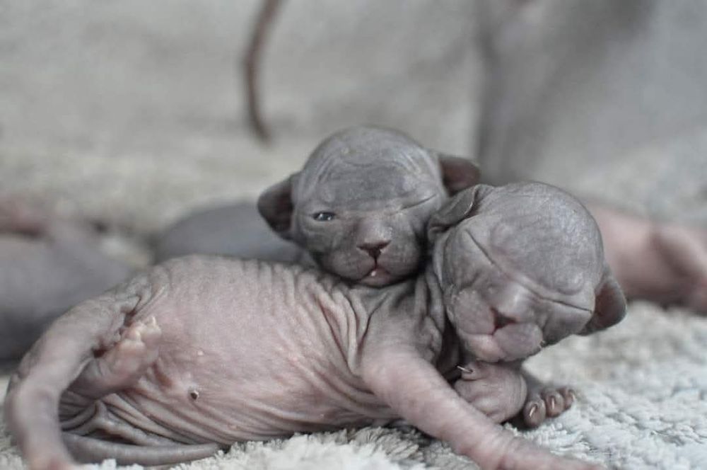 Łysy kot sfinks wcf