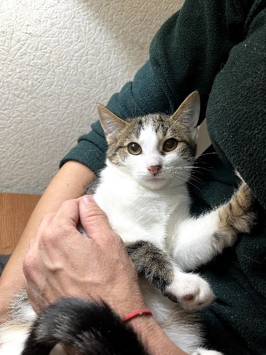 Кошеня дівч 3 міс прищеплена