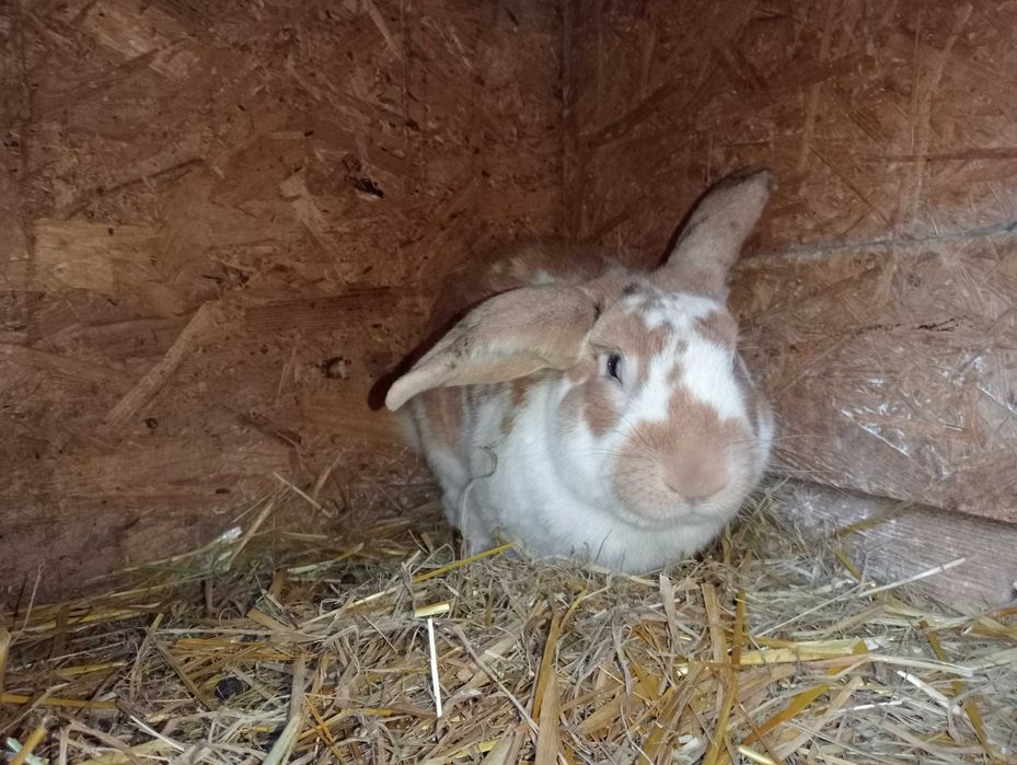 Rex trójbarwny samiec