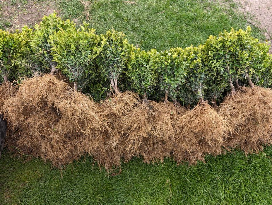 Туя Колумна. Туя смарагд. Самшит. Голуба ялинка. Вічнозелені рослини