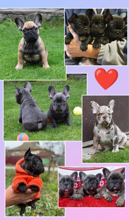 Мини  Французики щеночки
