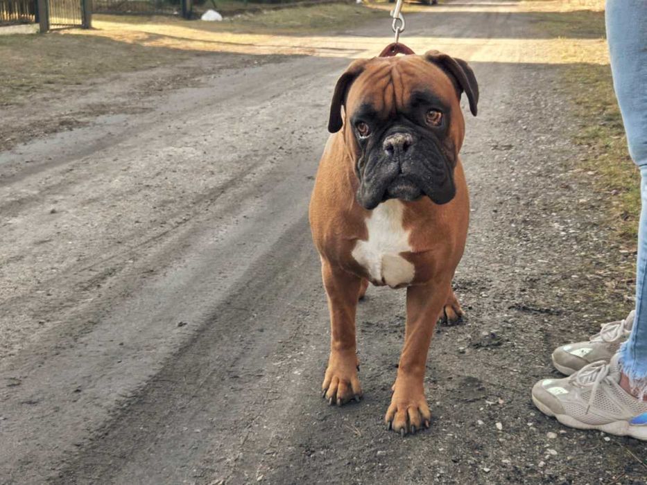 Wspaniały pies bokser Ares szuka dobrego domu ADOPCJA