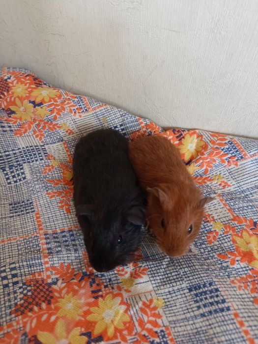 Морские свинки девка  мальчик