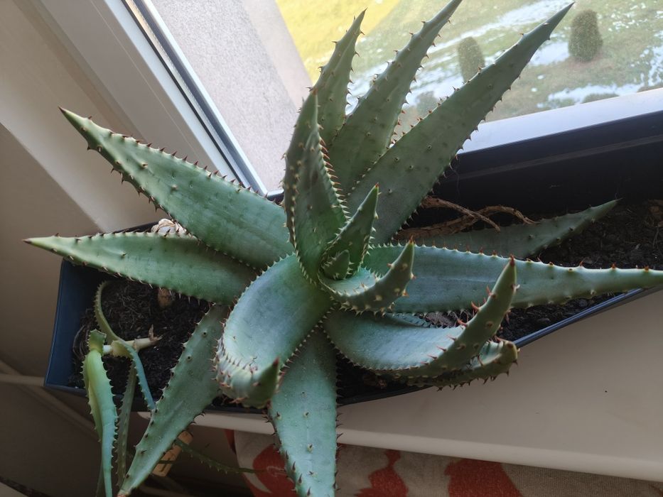 Aloes uzbrojony kaktus