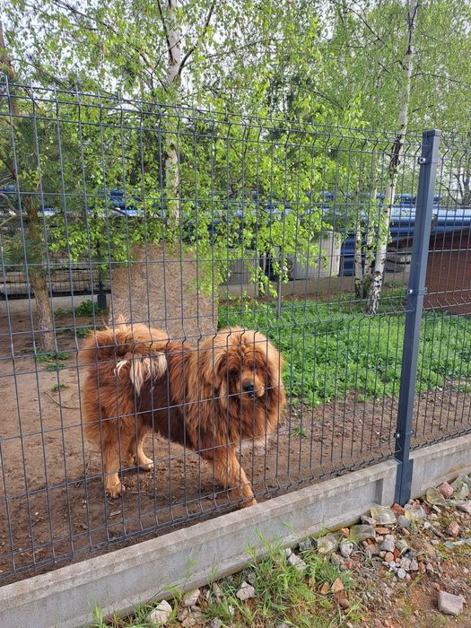 Montaż i sprzedaż ogrodzenie panelowe,brama,furtka,płot